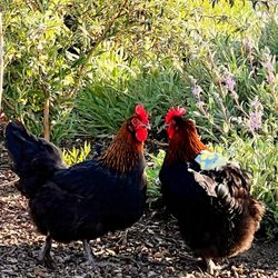Sage Acres Farm