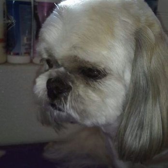 The Fluffy Puppy - Shin Tzu - Pet Groomers Near Me - Moore, Oklahoma The Fluffy Puppy - Shin Tzu - Pet Groomers Near Me - Moore, Oklahoma