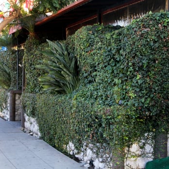 Costa Brava - delicious tapas hidden behind dense vines - Tapas Bars Near Me - San Diego, California Costa Brava - delicious tapas hidden behind dense vines - Tapas Bars Near Me - San Diego, California