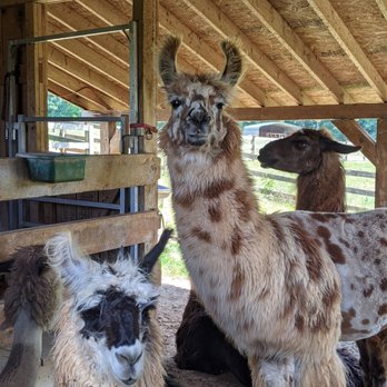 Divine Llama Vineyard - The no drama llamas. - Wineries Near Me - East Bend, North Carolina