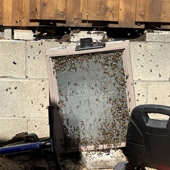 Black Ops Beekeeping - Pest Control Near Me - Oceanside, California Black Ops Beekeeping - Pest Control Near Me - Oceanside, California