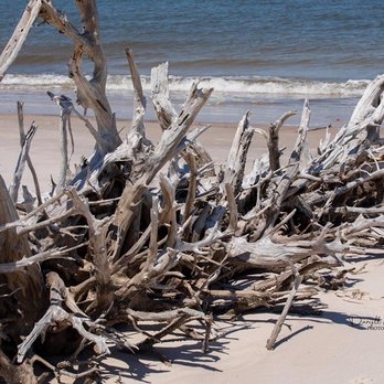 Big Talbot Island State Park - Old trees - Parks Near Me - Jacksonville, Florida Big Talbot Island State Park - Old trees - Parks Near Me - Jacksonville, Florida