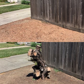 Good Stump Removal - Before and after of a ugly front yard stump - Tree Services Near Me - Napa, California Good Stump Removal - Before and after of a ugly front yard stump - Tree Services Near Me - Napa, California