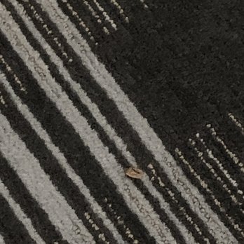 La Quinta - More dead bugs - Hotels Near Me - Aberdeen, Maryland