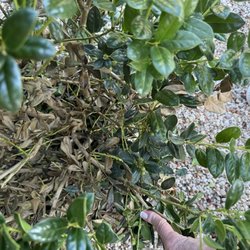 Trinity River Lawn Care & Landscaping