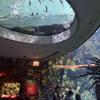Shedd Aquarium - pretty view - Aquariums Near Me - Chicago, Illinois