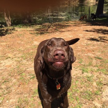 PawSitive Pets - Dog Walkers Near Me - Alexandria, Virginia