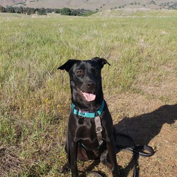 Adopt A Doggie - Hiking in the Mount Diablo foothills. - Pet Adoption Near Me Adopt A Doggie - Hiking in the Mount Diablo foothills. - Pet Adoption Near Me