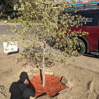 Buffalo's Construction & Landscaping - Plants/ trees - Landscaping Near Me Buffalo's Construction & Landscaping - Plants/ trees - Landscaping Near Me