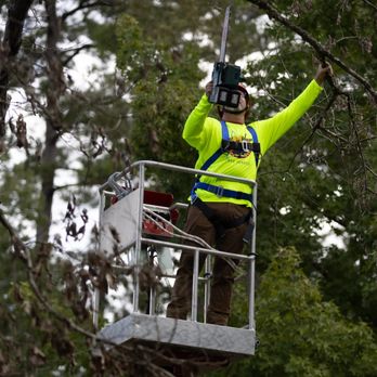 Clear View Tree Service - Tree Services Near Me - Hammond, Louisiana Clear View Tree Service - Tree Services Near Me - Hammond, Louisiana