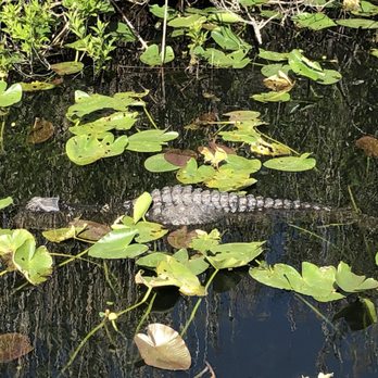Anhinga Trail - Hiking Near Me - Homestead, Florida Anhinga Trail - Hiking Near Me - Homestead, Florida