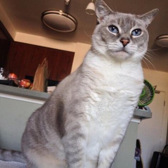 Berkeley Humane - Ted is a proud 16 year alumni. - Animal Shelters Near Me - Berkeley, California