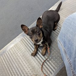 Lisa's Dog Grooming Gift Card