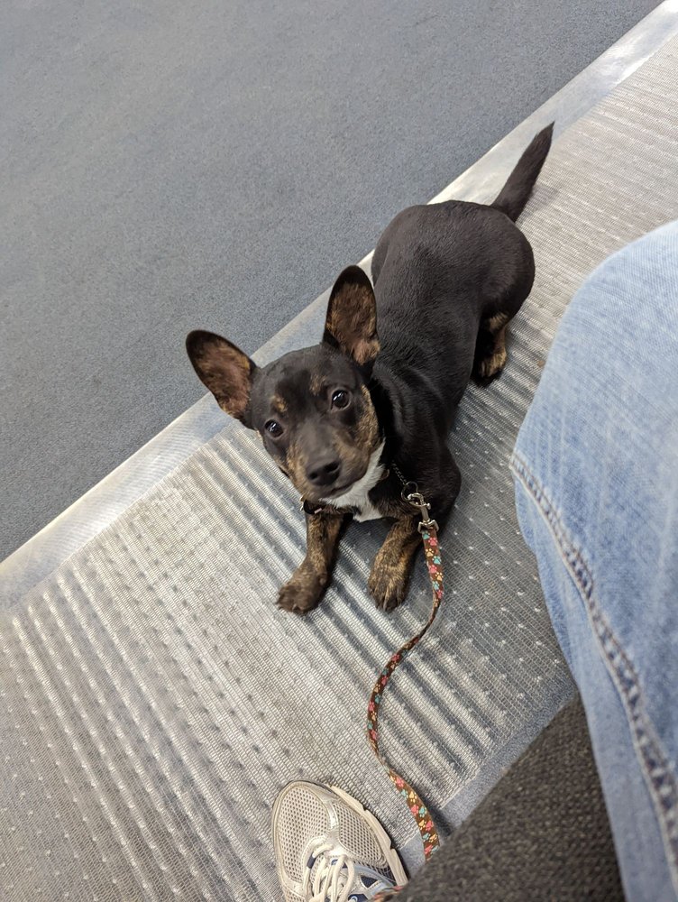 LISA’S DOG GROOMING Updated September 2024 3400 N Elms Rd, Flushing