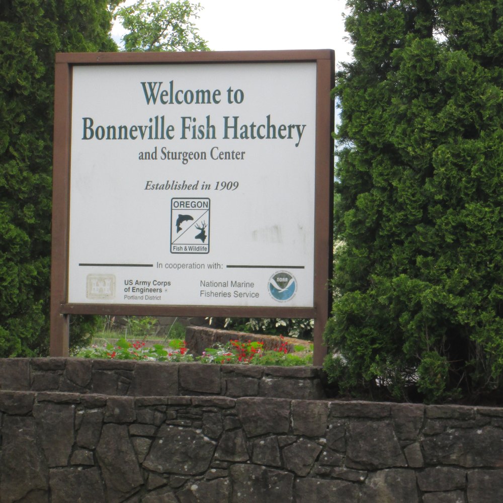 Bonneville Dam Fish Hatchery - Aquariums Near Me - Cascade Locks, Oregon Bonneville Dam Fish Hatchery - Aquariums Near Me - Cascade Locks, Oregon