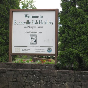 Bonneville Dam Fish Hatchery - Aquariums Near Me - Cascade Locks, Oregon