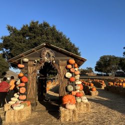 Classic Pumpkin Patch & Trees