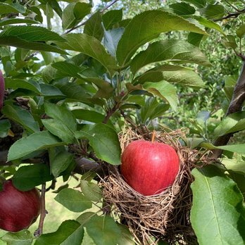 Blackman Homestead Farm - Apple - Farmers Market Near Me - Lockport, New York Blackman Homestead Farm - Apple - Farmers Market Near Me - Lockport, New York