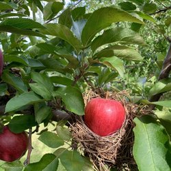 Blackman Homestead Farm - Apple