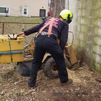 Tree Fell-Ows And Stumps - Tree Services Near Me
