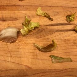 Gianni's Pizza & Wings - brown, rotten lettuce