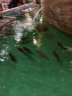 Fishing Restaurant Zauo Shinjuku by null