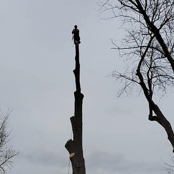 iClimb Tree Service - Tree Services Near Me - Shepherdsville, Kentucky iClimb Tree Service - Tree Services Near Me - Shepherdsville, Kentucky