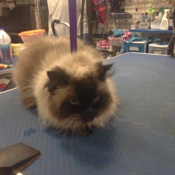 Barking Baby's Bathhouse - Pet Groomers Near Me - Delmont, Pennsylvania
