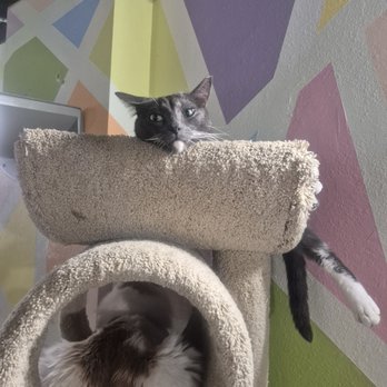 The Cat Cafe - Coffee & Tea Near Me - San Diego, California