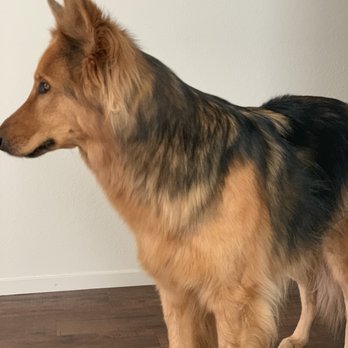 petco grooming sparks