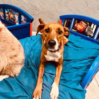 Yoli’s Dog House - Pet Boarding Near Me - Miami, Florida Yoli’s Dog House - Pet Boarding Near Me - Miami, Florida