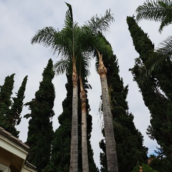 Lucky 7 Tree Services - Tree Services Near Me Lucky 7 Tree Services - Tree Services Near Me