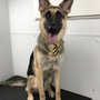 Photo of Bark For Cuts
