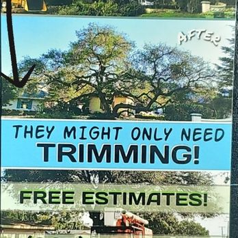PineDo Tree Experts - Call us, we can help you! - Tree Services Near Me - Oxnard, California PineDo Tree Experts - Call us, we can help you! - Tree Services Near Me - Oxnard, California