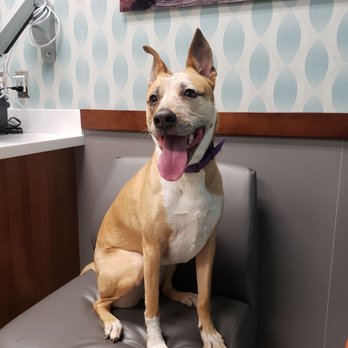 K9katelynn - Showing her well behaved sit command to the vet on her recent checkup - Pet Training Near Me - Phoenix, Arizona