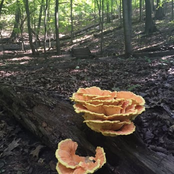 Forest Park Nature Center - Fungi on forest floor - Parks Near Me - Peoria Heights, Illinois