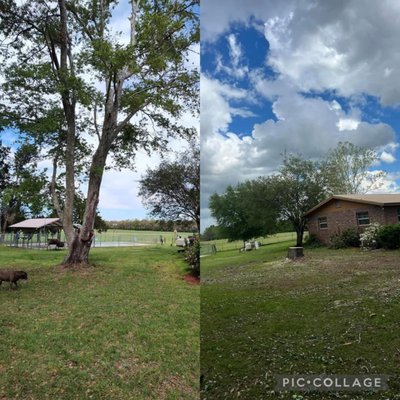Tree & Brush Clearing Projects - Tree & Brush Clearing Projects