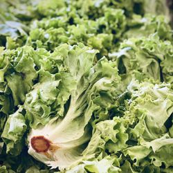 Crystal and Rich's Produce - Fresh lettuce for salads and more.