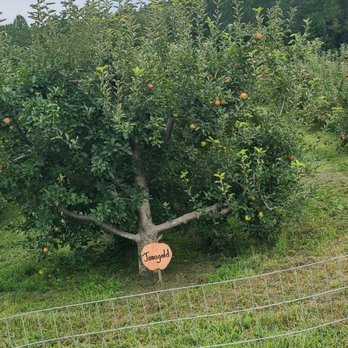 Sky Top Orchard - Apples - Pick Your Own Farms Near Me - Zirconia, North Carolina Sky Top Orchard - Apples - Pick Your Own Farms Near Me - Zirconia, North Carolina