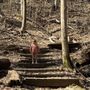 Photo of Tulip Tree Trail