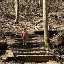 Tulip Tree Trail
