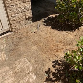 Avina Tree Service - 2nd palm tree after photo, clean, i was told couldn't be done by other companies - Tree Services Near Me