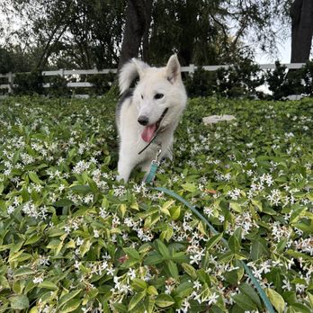 Omega Paws - Nikita - Pet Training Near Me