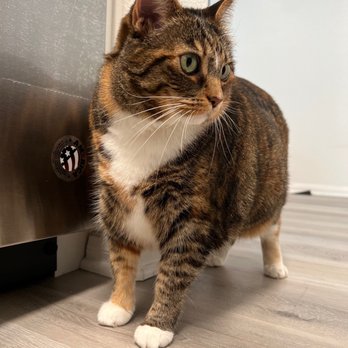 Royal Pets - Pet Groomers Near Me