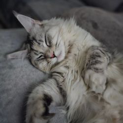 NY Maine Coon  lovers - Baby girl sleeping