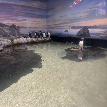 Adventure Aquarium - Aquariums Near Me - Camden, New Jersey Adventure Aquarium - Aquariums Near Me - Camden, New Jersey
