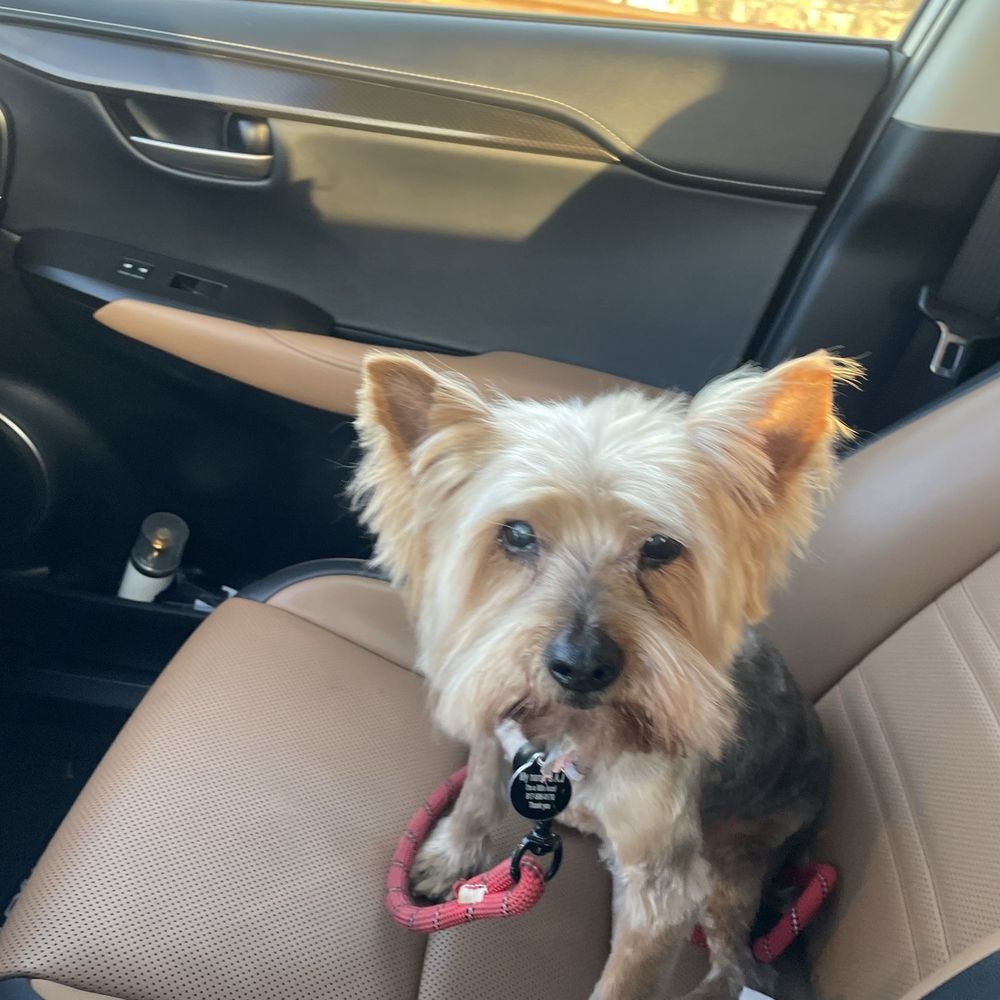 Spaw and Stay - Meet Aj - Pet Groomers Near Me - Avenel, New Jersey Spaw and Stay - Meet Aj - Pet Groomers Near Me - Avenel, New Jersey