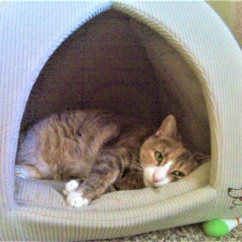 Assisi Veterinary Hospital - Veterinarians Near Me - Malverne, New York