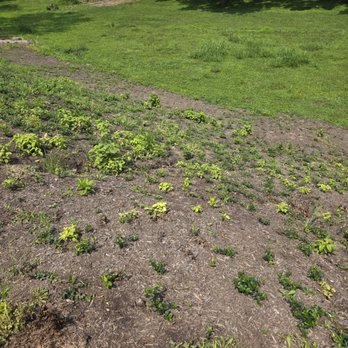 Cornerstone Lawn Services - Little to no periwinkle - Snow Removal Near Me - Charles Town, West Virginia Cornerstone Lawn Services - Little to no periwinkle - Snow Removal Near Me - Charles Town, West Virginia