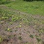Photo of Cornerstone Lawn Services